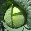 Технология выращивания белокочанной капусты