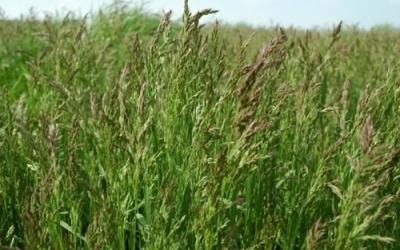Технология возделывания многолетних злаковых трав на корм и семена