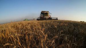 Минсельхоз России с 1 августа начинает подготовку к государственным закупочным интервенциям в отношении зерна урожая 2016 года