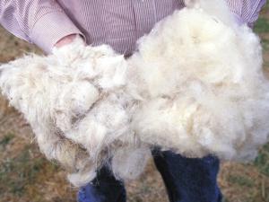 В Бурятии продолжается кампания по сбору овечьей шерсти