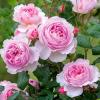 Английские розы – разновидности и правильное укрытие на зиму