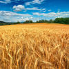 Пшеница - золото полей