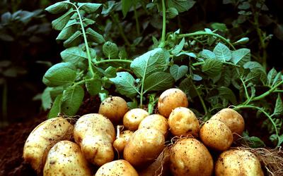 Селекция семенного картофеля