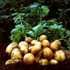Селекция семенного картофеля