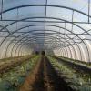 Выращивание рассады томатов и огурцов для открытого грунта в плёночных укрытиях