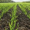 Задача №1 – минимизировать потери урожая озимых зерновых
