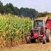 Технология выращивания кукурузы на силос