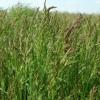 Технология возделывания многолетних злаковых трав на корм и семена