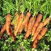 Технология выращивания моркови
