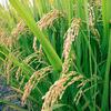 Технология возделывания риса