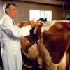 Основные заболевания крупного рогатого скота