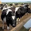 Технология беспривязного содержания дойного стада коров
