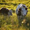Срок хозяйственного использования коровы