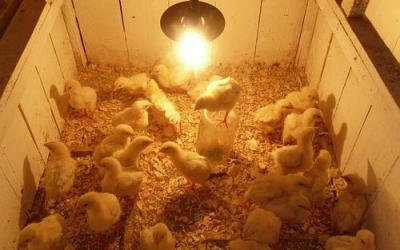 Выращивание цыплят