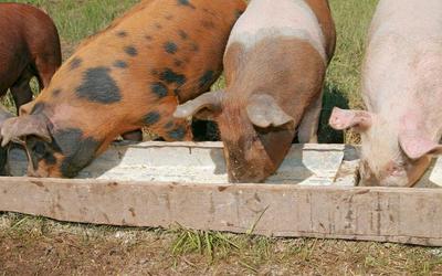 Технологические особенности кормления свиней