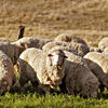 Технологии содержания овец
