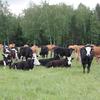 Технология пастбищного содержания в мясном скотоводстве