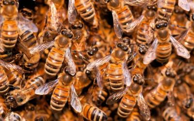 Органы размножения пчёл и управляющие им гормоны