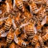 Органы размножения пчёл и управляющие им гормоны