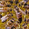 Семья медоносных пчел. Состав пчелиной семьи.