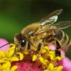 Строение наружных органов пчелы
