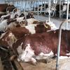 Технология привязного содержания коров с доением в стойлах