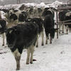Технология содержания стада зимой в мясном скотоводстве.