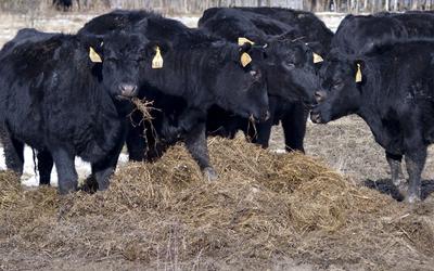 Минсельхоз России: на поддержку экономически значимых региональных программ развития сельского хозяйства в области мясного скотоводства будет направлено 2 945 млн рублей в 2016 году