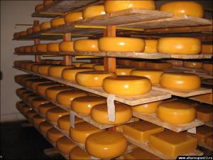 Сыродельные заводы Алтайского края выпустили в I квартале 2016 года более 16 тыс. тонн сыров