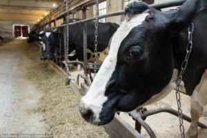 В Томской области строится региональная площадка по убою скота