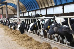 В 2016 году в Кожевниковском районе запустят высокотехнологичную молочную ферму на 100 коров