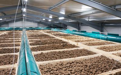 Новое картофелехранилище мощностью 16 400 тонн планируется ввести в эксплуатацию уже в августе