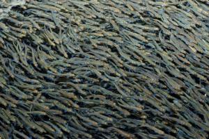 Рыбоводы ЕАО выпустили в реку Биджан 19 млн мальков кеты