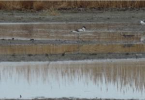 Мониторинг гриппа птиц и ньюкаслской болезни на озере Убсу-Нур Республики Тыва