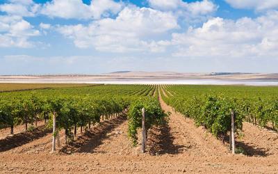 До конца года на Кубани должны заложить 1200 гектаров новых виноградников