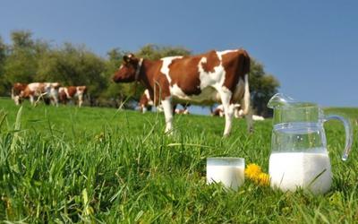 Производство молока в сельхозорганизациях выросло на 2,8%
