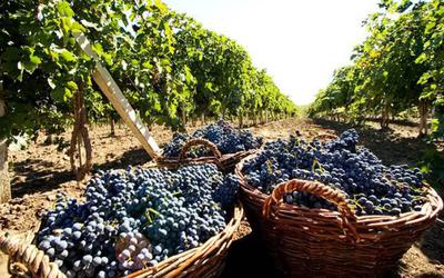 Совершенствование нормативного правового регулирования виноградарской и винодельческой отраслей.