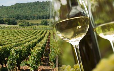 Минсельхоз предлагает увеличить пошлину на импорт виноматериалов