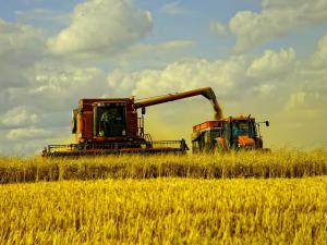 Собрано более 13 млн тонн зерна по состоянию на 11 июля