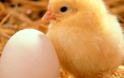Временные ограничения на ввоз живой птицы и инкубационного яйца из Канады