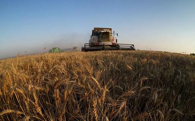 Минсельхоз России с 1 августа начинает подготовку к государственным закупочным интервенциям в отношении зерна урожая 2016 года
