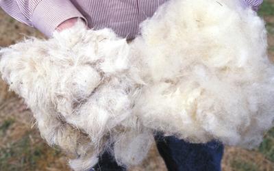 В Бурятии продолжается кампания по сбору овечьей шерсти