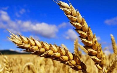Минсельхоз России 19 августа начинает государственные закупочные интервенции зерна урожая 2016 года