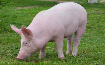 О подтверждении вспышки африканской чумы свиней в Республике Южная Осетия