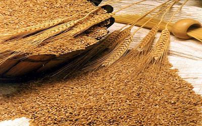Египет ввел запрет на ввоз российской пшеницы