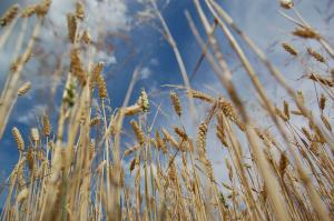 В Тульской области из-за непогоды погиб урожай зерновых на 10% площадей