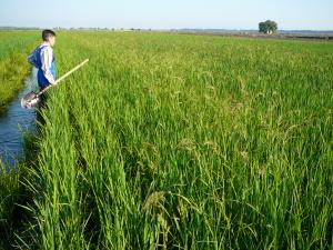 В Краснодарском крае обсудили вопросы развития отрасли рисоводства