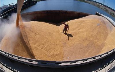 Прогнозируемые цифры по экспорту зерна из РФ снижаются
