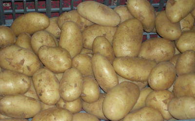 Специалисты Россельхознадзора ознакомились с египетской системой обеспечения фитосанитарной безопасности картофеля