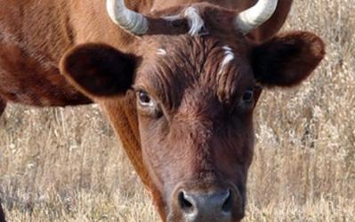 В Омской районе закрыли на карантин ферму из-за опасного для людей некробактериоза скота